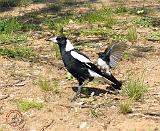 Australian Magpie being mobbed by Willie Wagtail 9P28D-170